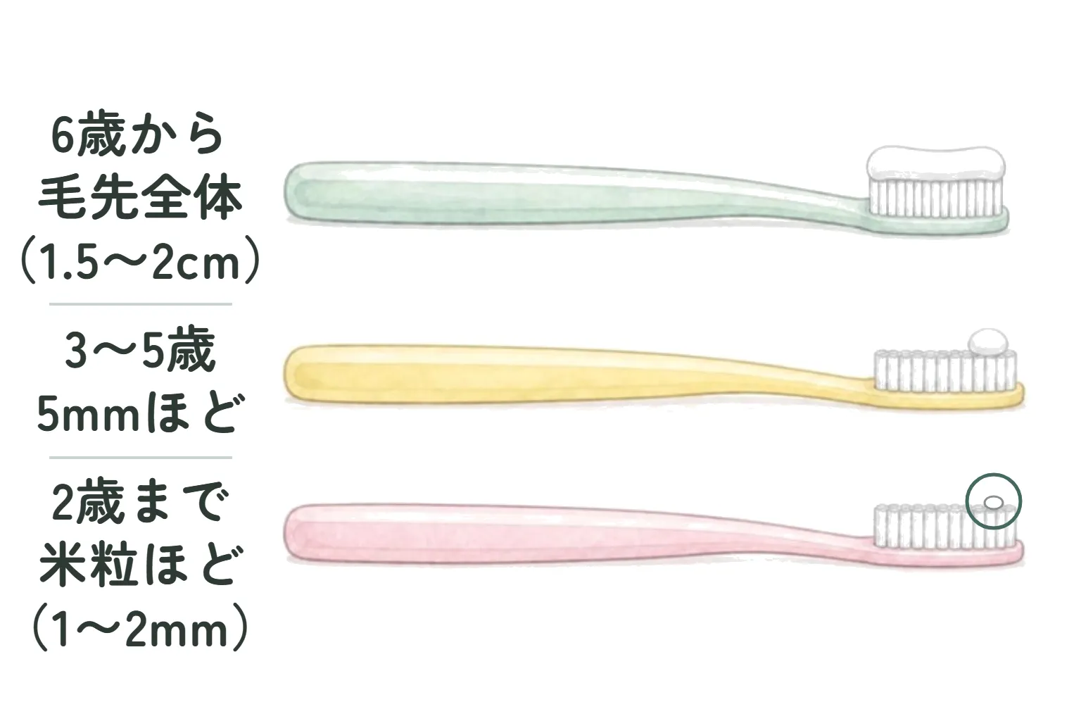 同じ大きさの歯ブラシを3本並べた図。1本目は毛先全体に歯みがき粉がのり「6歳から 毛先全体（1.5〜2cm）」。2本目は毛先の4分の1ほどの粒で「3〜5歳 5mmほど」。3本目は毛先の端に丸で囲んだ小さな粒で「2歳まで 米粒ほど（1〜2mm）」